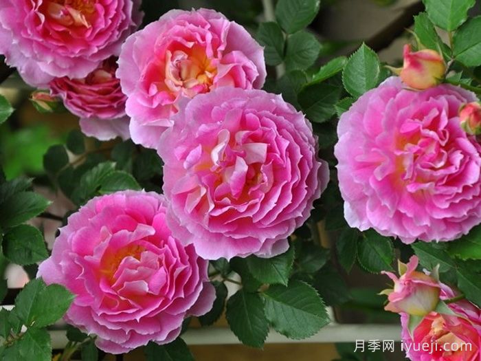 潘妮洛佩亚月季/潘妮洛比亚/珀涅罗珀Penelopeia(图1)