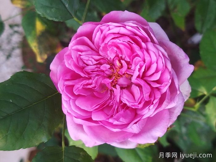 庞巴度月季/蓬巴杜夫人月季Pompadour(图1)