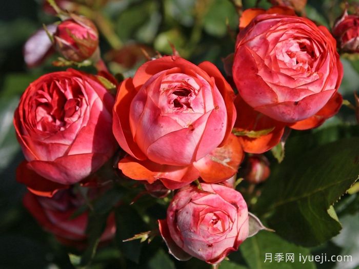 庞贝月季/蓬培基/庞贝吉Pompeji(图1)