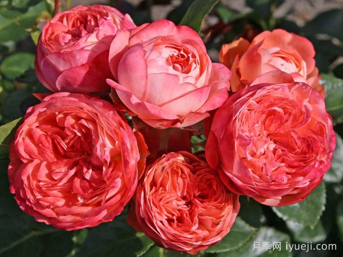 庞贝月季/蓬培基/庞贝吉Pompeji(图2)