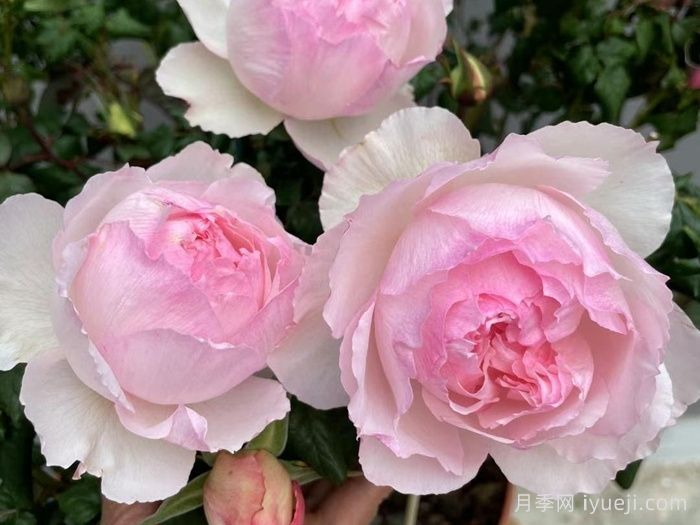 佩尔朱克月季/桃子月季M-Perzik(图3)