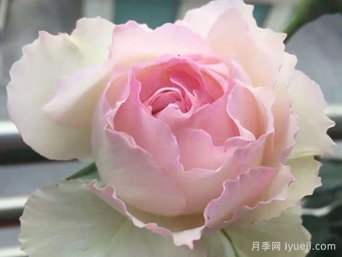 佩尔朱克月季/桃子月季M-Perzik(图4)