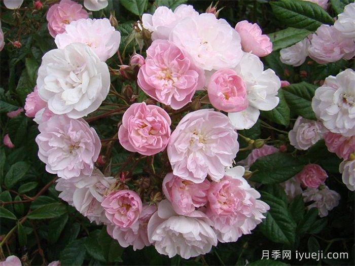 漂亮的花边月季/梅赫伦花边Dentelle de Malines(图1)