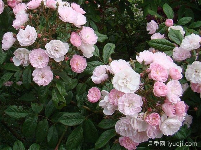 漂亮的花边月季/梅赫伦花边Dentelle de Malines(图4)