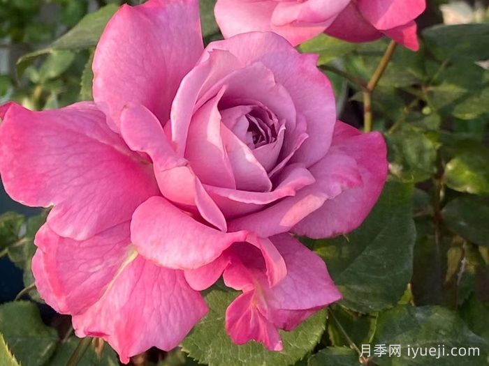 缥缈月季(图4)