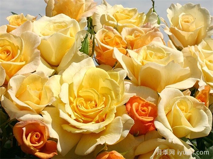 晴空月季Sunny Sky(图1)