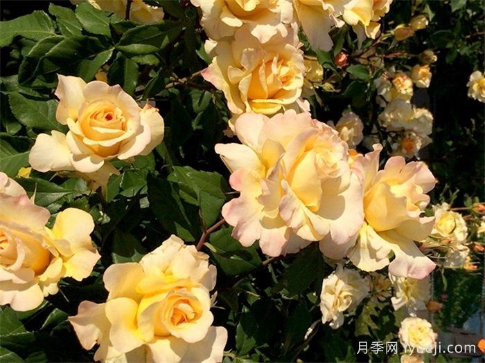 晴空月季Sunny Sky(图2)