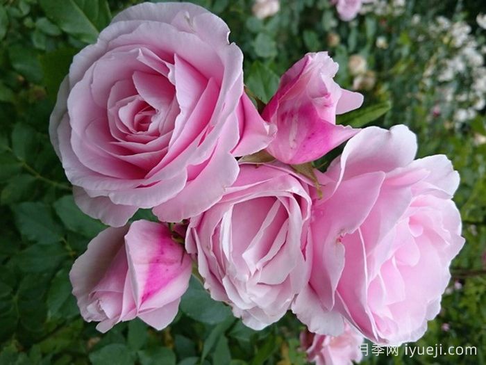 情书月季Billet Doux(图2)