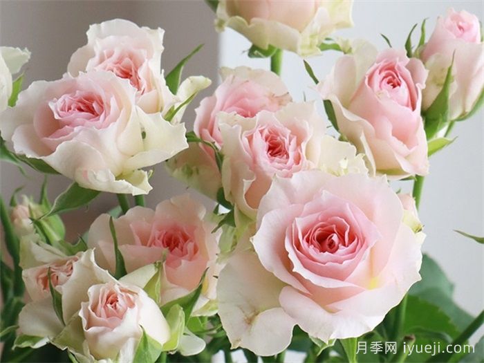 情迷罗拉月季/情迷萝拉Fancy Rora(图1)