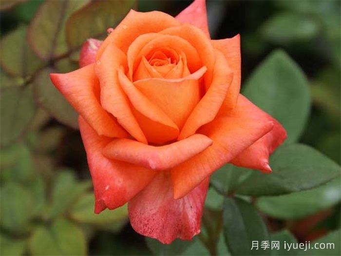 情侣约会月季Lovers Meeting(图1)