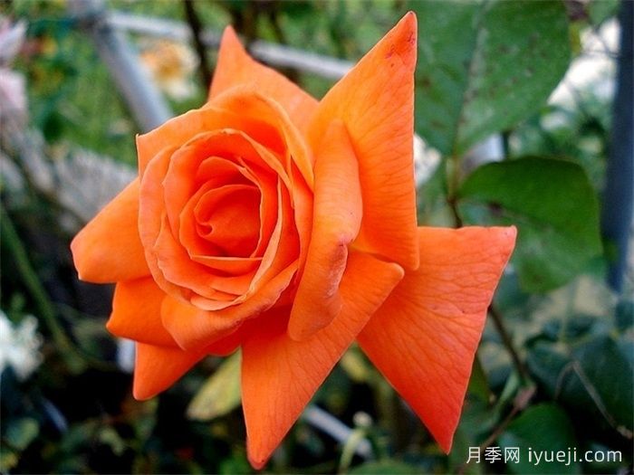 情侣约会月季Lovers Meeting(图2)