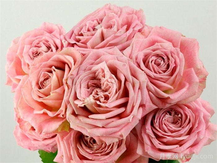 倾我所能月季/孤注一掷Give It All(图2)