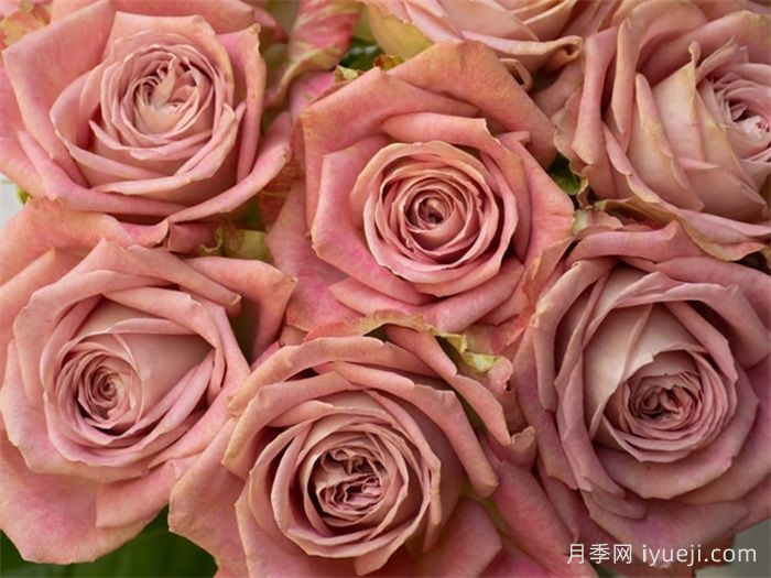 倾我所能月季/孤注一掷Give It All(图3)