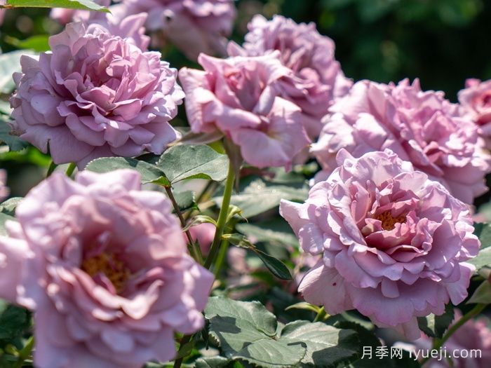轻烟月季(图2)