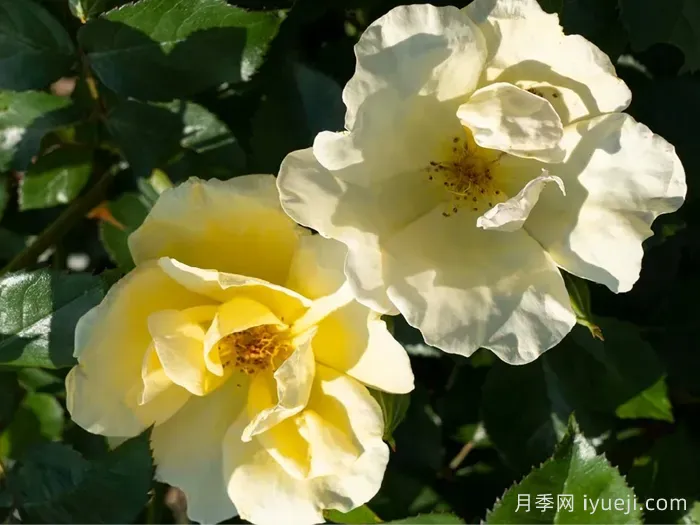 轻松自在绝代佳人月季Easy Bee-zy Knock Out(图2)