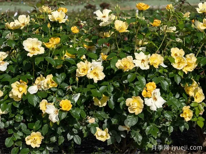 轻松自在绝代佳人月季Easy Bee-zy Knock Out(图3)