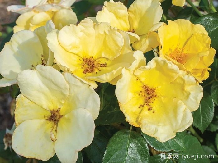 轻松自在绝代佳人月季Easy Bee-zy Knock Out(图1)