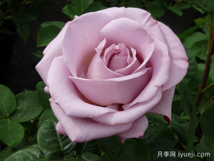 青衣月季/蓝色少女月季Blue Girl(图1)