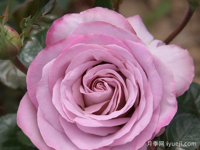 青衣月季/蓝色少女月季Blue Girl(图2)