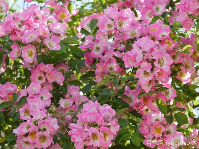 邱园漫步者月季/克佑漫步者/秋曼舞者Kew Rambler(图1)