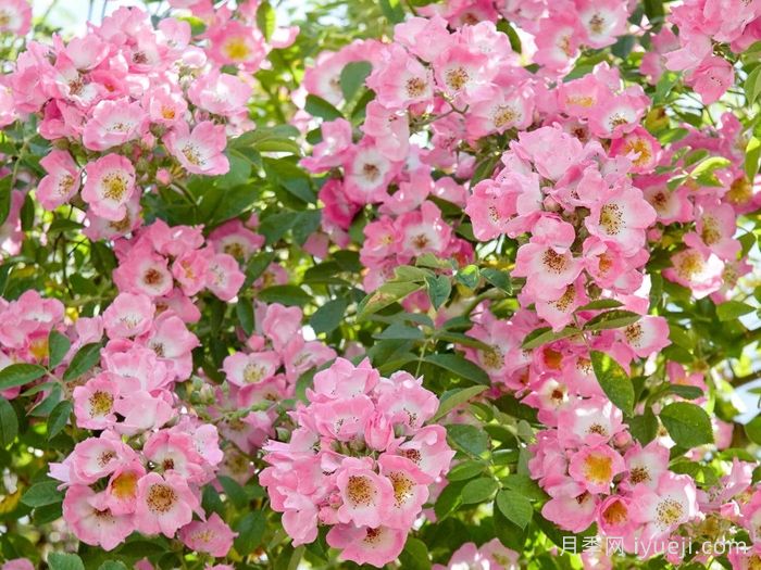 邱园漫步者月季/克佑漫步者/秋曼舞者Kew Rambler(图4)