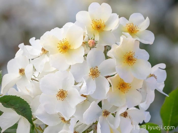 邱园月季Kew Garden(图1)