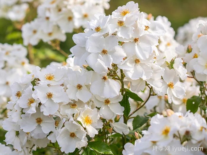 邱园月季Kew Garden(图2)