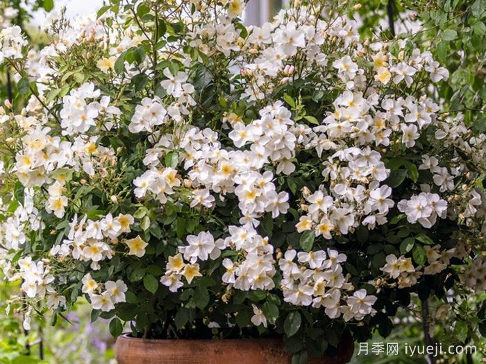 邱园月季Kew Garden(图3)