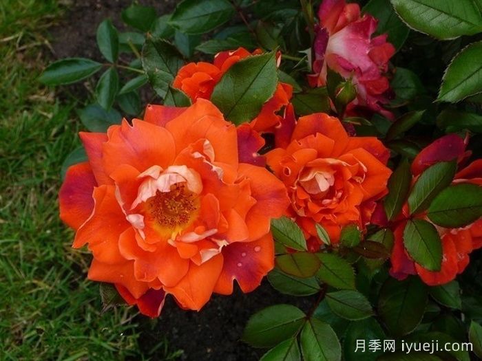 巧克力褶边月季/巧克力波浪Chocolate Ruffles(图2)