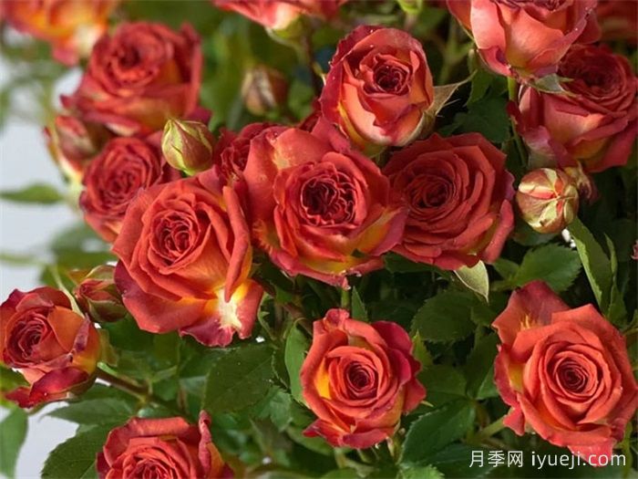 巧克力泡泡月季Chocolate Bubbles(图3)