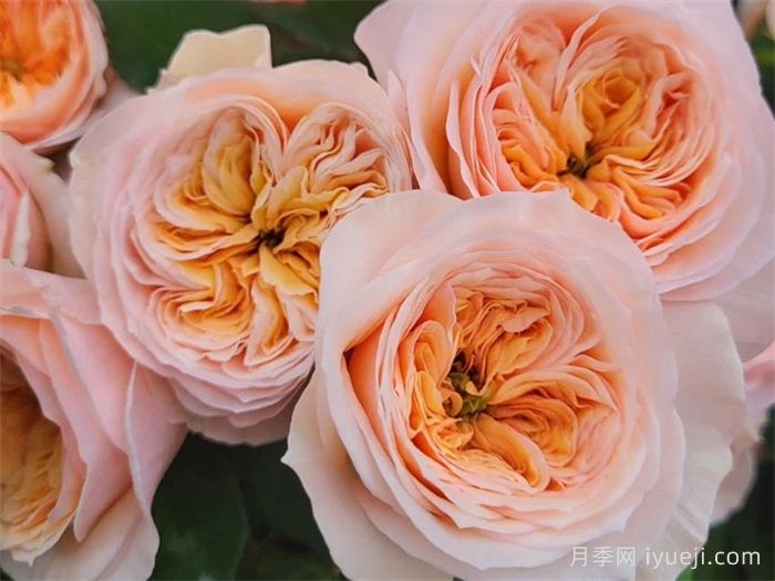 乔治娜花园月季Georgina Gardens(图2)