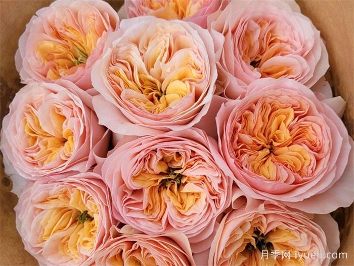 乔治娜花园月季Georgina Gardens(图1)