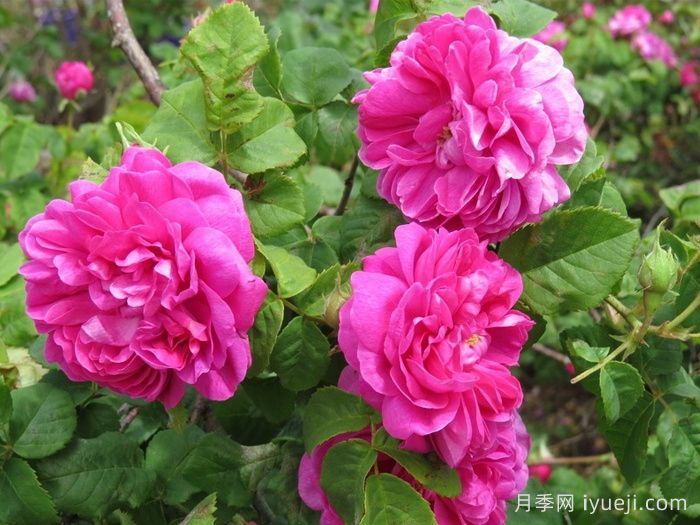 乔森哈特月季/格伦多拉/波特兰邱园Joasine Hanet(图1)