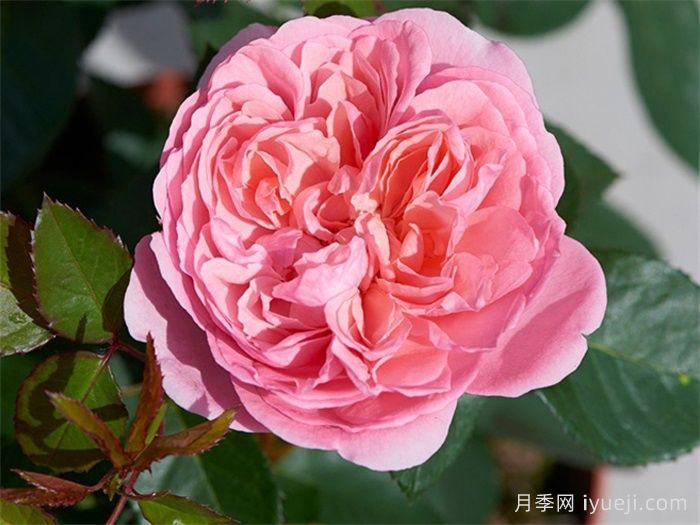 乔琳月季Joleen Renaissance(图1)