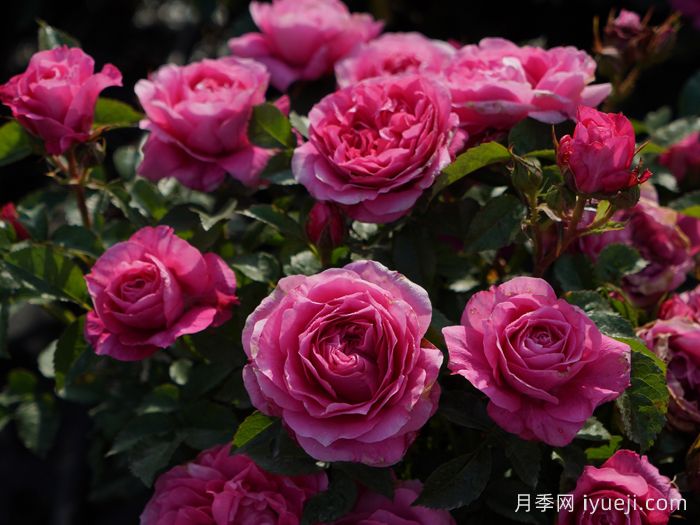 茜桃凝粉月季(图3)