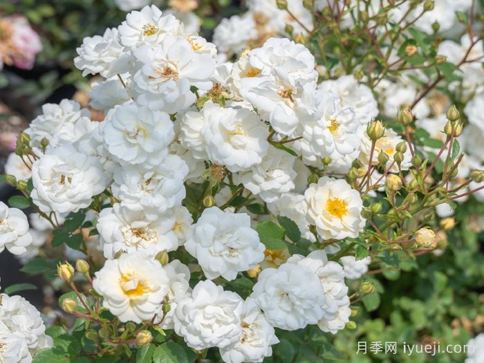 千堆雪月季(图3)