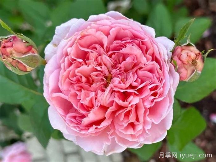 普雷里维尔王子月季Prairieville Prince(图1)