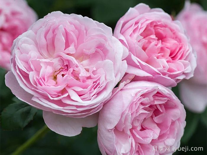 权杖之岛月季Scepterd Isle(图1)