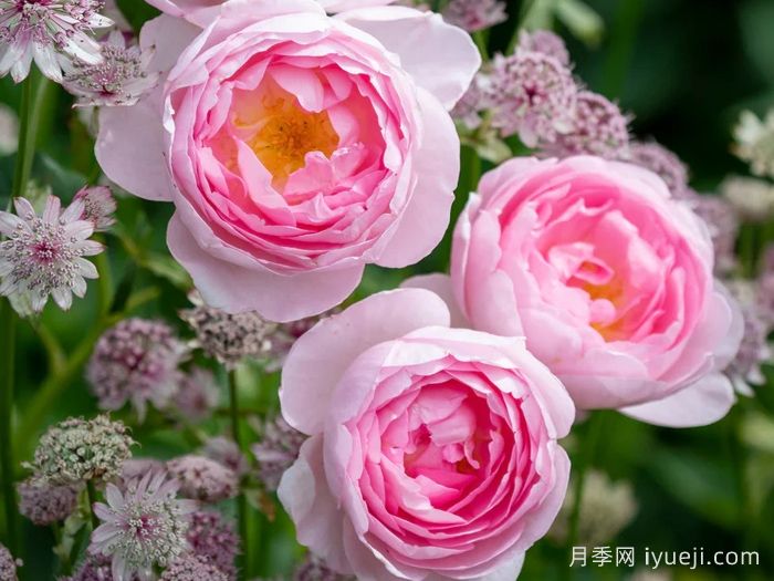 权杖之岛月季Scepterd Isle(图5)