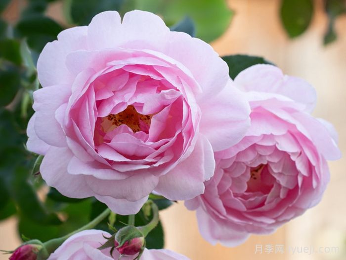 权杖之岛月季Scepterd Isle(图3)