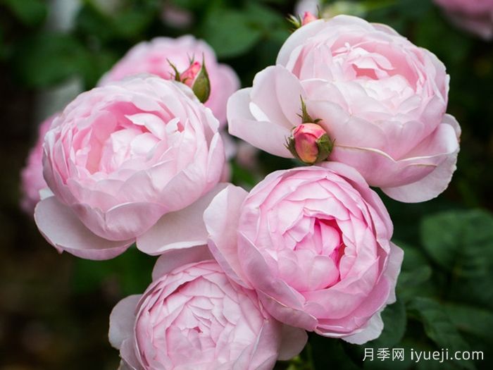 权杖之岛月季Scepterd Isle(图4)