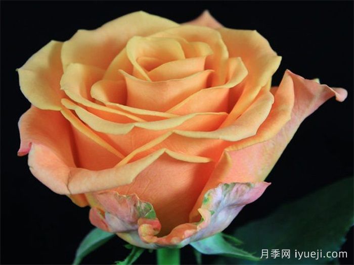 热带迷恋月季Tropic Crush(图2)