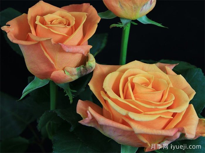 热带迷恋月季Tropic Crush(图3)