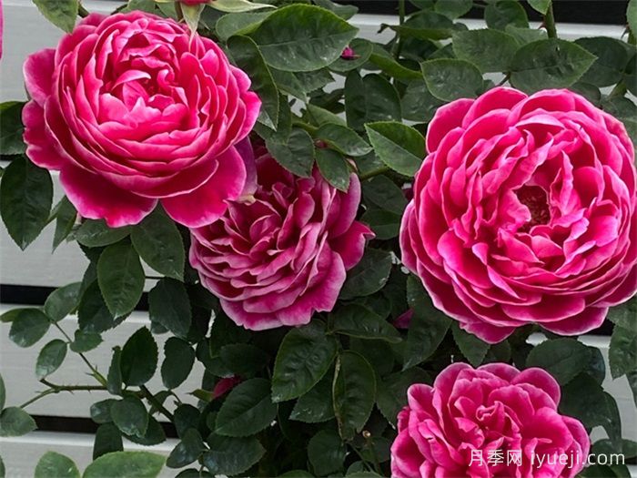 日本玛丽月季/玛丽玫瑰月季Marie Rose(图1)