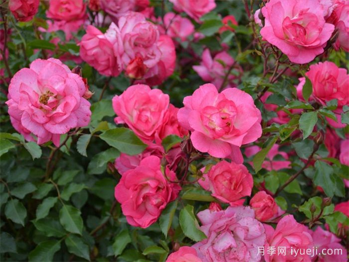 日出日落月季Sunrise Sunset(图2)