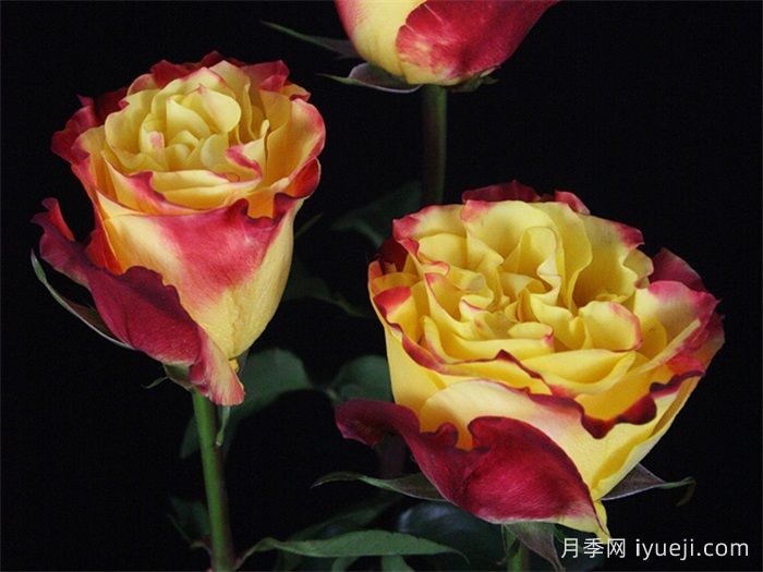 日落风情月季Sunset X-Pression(图2)