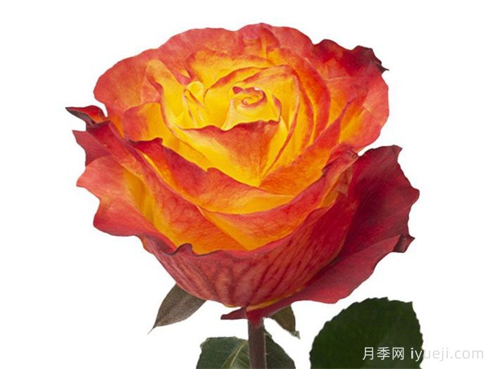 日落风情月季Sunset X-Pression(图1)