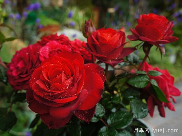 日蚀王阳台月季Eclipse King Terrazza(图1)