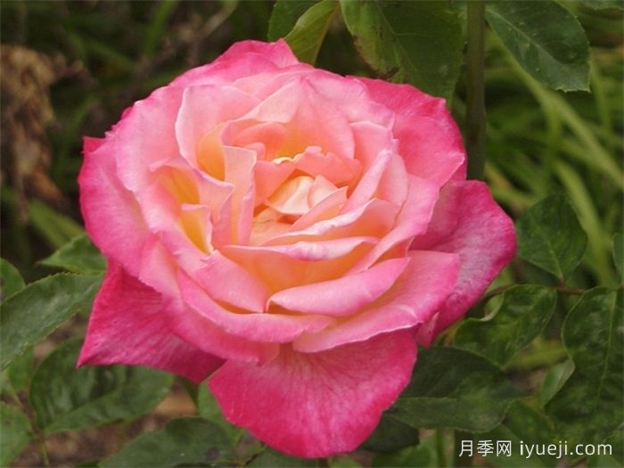 荣光月季Eiko(图3)