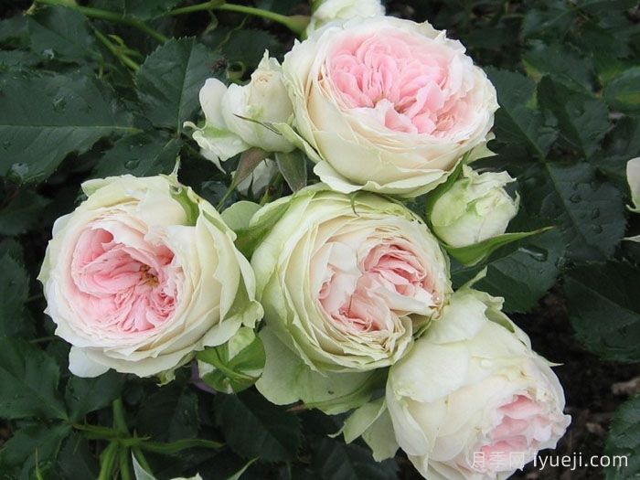 绒球门廊月季/绒球花环/门廊绒球/夏日羊绒Pompon Veranda(图5)